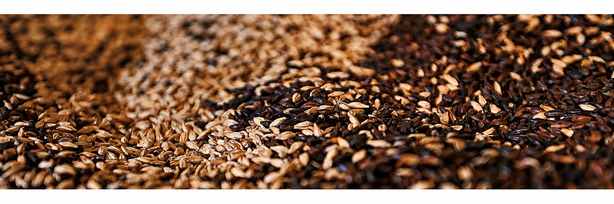 Gros plan sur des grains de malt torréfiés de teintes variées