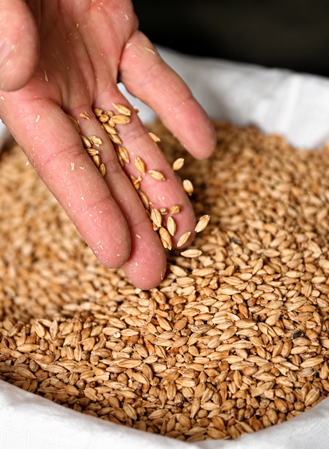 Une main plongée dans des grains d’orge devant un sac blanc